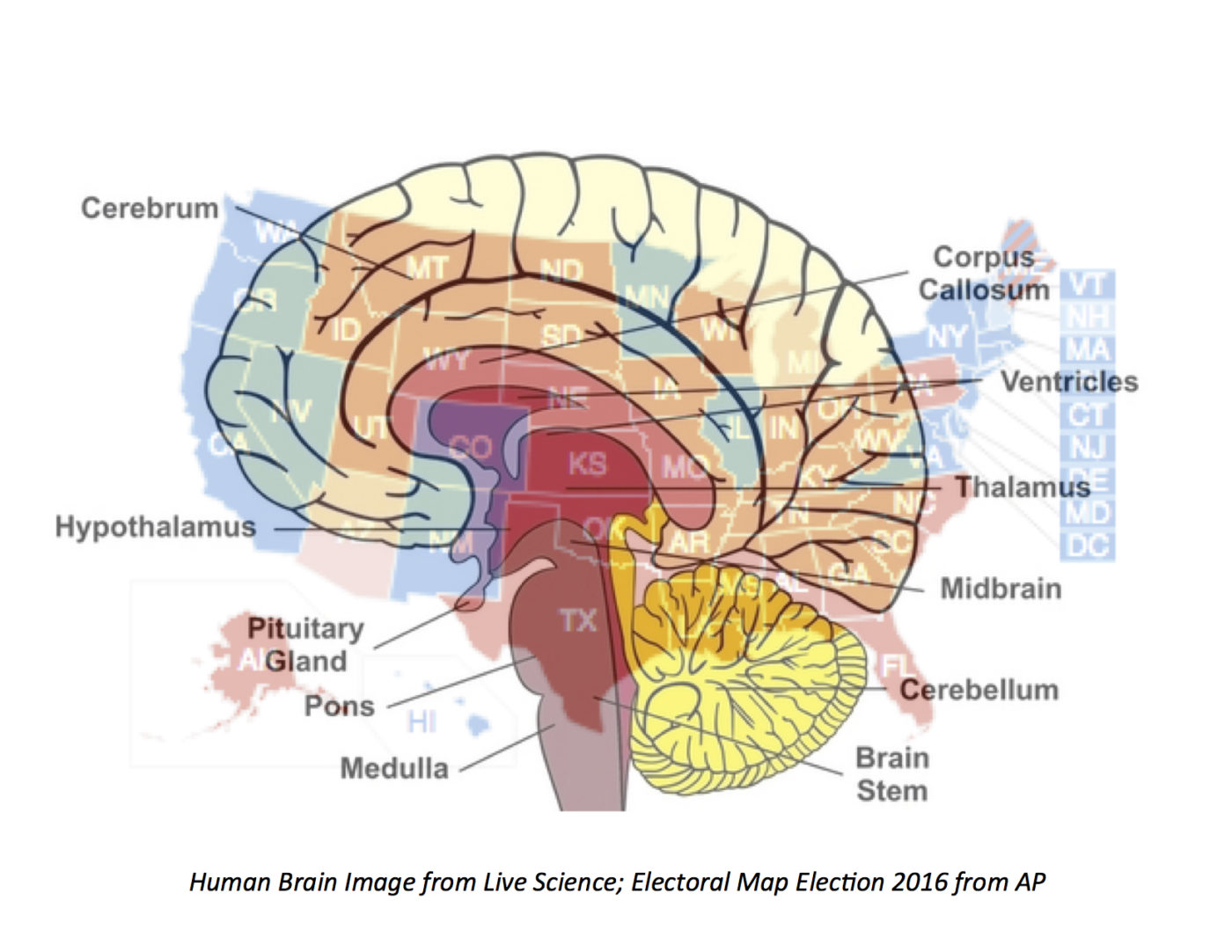 Brain 101. Corpus callosum.